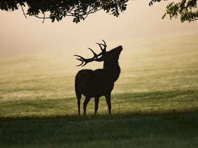 Discovery of the Deer Bellowing in the Vosges Mountains