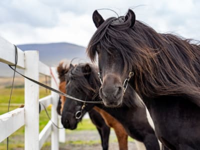 Horseback Riding and Horse Feeding in Varmahlid, Iceland