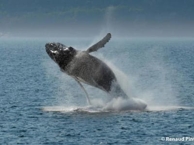 Croisière d'observation des baleines en bateau sur le Saint-Laurent, au départ de Québec