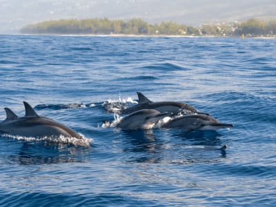 Snorkeling and dolphin watching from Le Port, Reunion Island