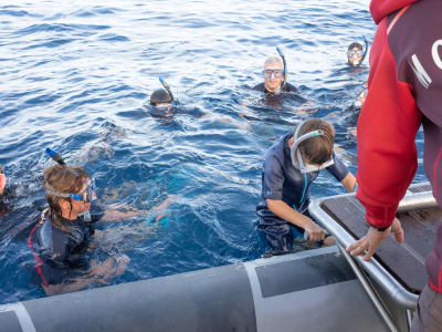 Snorkel con delfines y ballenas en Saint-Gilles-les-Bains, Reunión