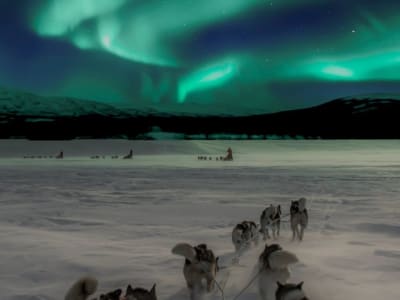 Tour guidé des aurores boréales en traîneau à chiens au départ de Kiruna