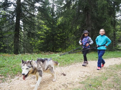 Stage enfant découverte des chiens de traîneau à Chainaz-les-Frasses, près d’Annecy