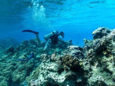 Buceo de exploración en Bora Bora