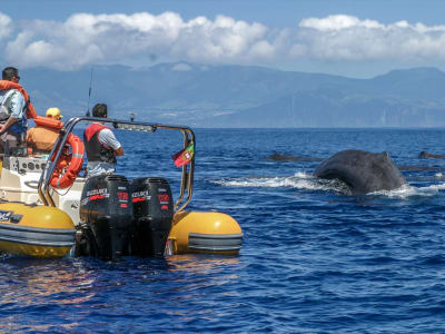 Expedición de avistamiento de cetáceos y vuelta a la isla en Sao Miguel