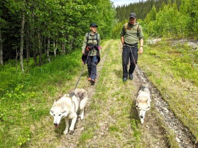 Safari en pleine nature avec des huskies à Strömsund dans le comté de Jämtland