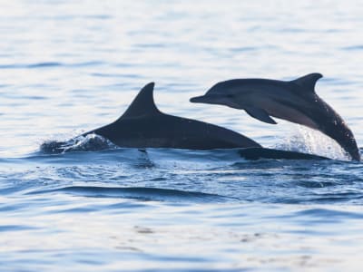 Swimming with Dolphins Excursion in Saint-Gilles Bay on Reunion Island