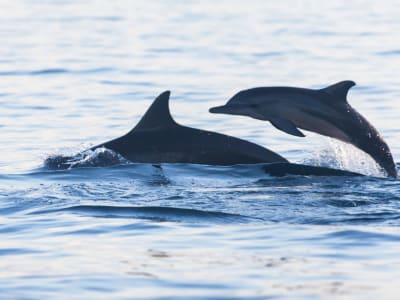 Dolphin Excursion in the Bay of Saint-Gilles in Reunion Island