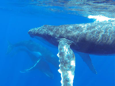 Whale Watching auf Bora Bora ohne Schwimmen