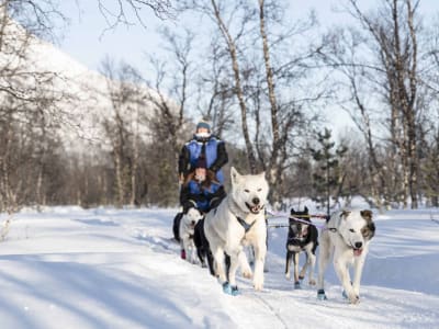 Randonnée en traîneau à chiens et expérience avec des huskys près des Alpes de Lyngen au départ de Tromsø