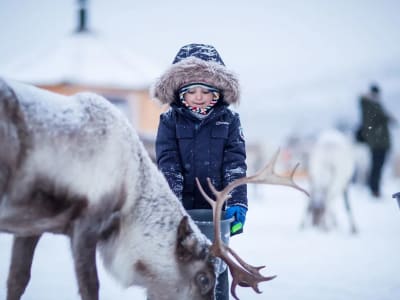 Nourrissage des rennes et immersion dans la culture sami à Tromsø