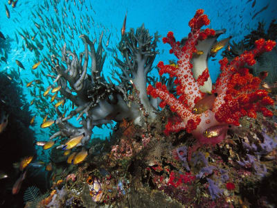 Exploration diving at Grand Baie, Mauritius