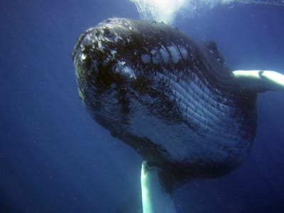 Rencontre avec les baleines en croisière privée à Tahiti