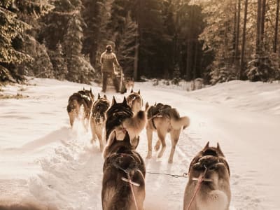 Safari en traîneau à chiens dans la nature sauvage de Dalarna au départ d'Enviken