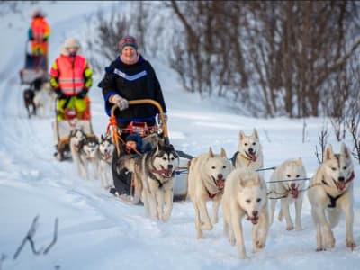 Essai de chiens de traîneau au départ de Børselv (Finnmark)