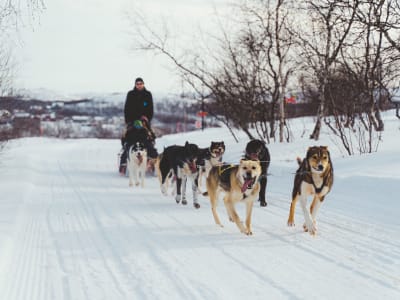 Safari guiado en trineo de perros desde Kirkenes