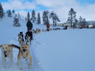 Demi-journée excursion de traîneau à chiens à Kopperå près de Trondheim