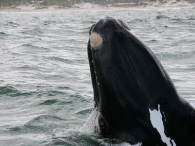 Whale watching excursion from Gansbaai