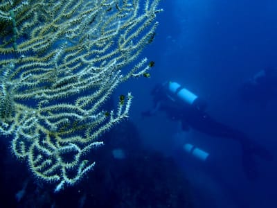 PADI Open Water Diver Kurs in der Nähe von Lissabon