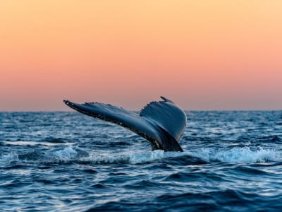 Fjord- und Walbeobachtungssafari ab Tromsø