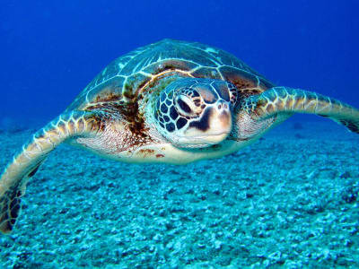 Excursion privée en bateau rapide vers l'île de la Tortue et les grottes de Keri depuis Zakynthos, Zante