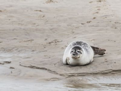 Senderismo guiado y observación de focas en la Bahía de Somme