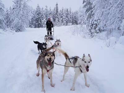 Selbstfahrer-Hundeschlittensafari und Besuch einer Husky-Farm in Pyhä