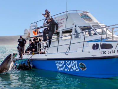 Great white shark cage diving and whale watching full-day combo tour from Gansbaai, South Africa