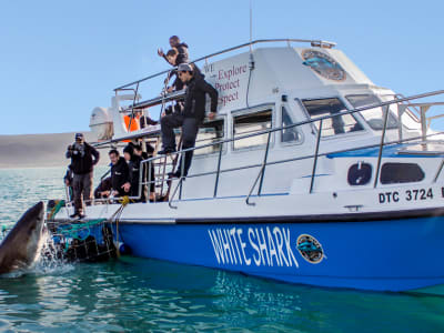 Großer Weißer Hai Käfigtauchen und Walbeobachtungstour bei Gansbaai