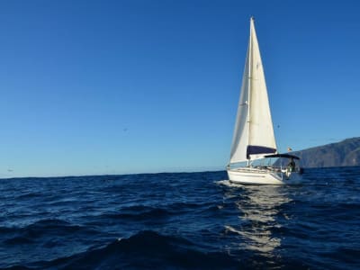 Excursion guidée en bateau pour observer les dauphins à Los Gigantes, Tenerife