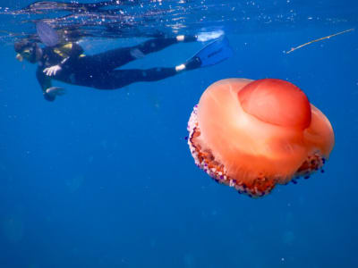 Buceo en la Seagull's Rock & Blue Cave, cerca de Pula