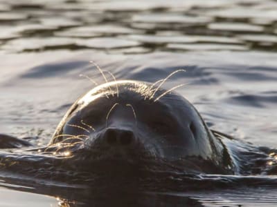 Safari ecológico en barco por el lago Saimaa desde Puumala