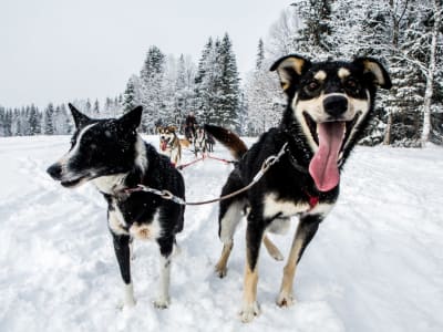 Journée de traîneau à chiens à Åre, Suède