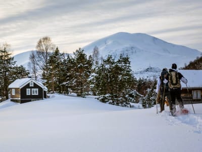 Excursión guiada con raquetas de nieve desde Alesund