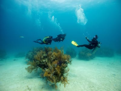 Descubre el buceo en Halkidiki, cerca de Tesalónica