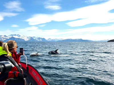 Safari dans les fjords et la faune arctique au départ de Skjervøy