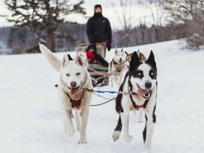 Chiens de traîneau à Saint-Sixte près d'Ottawa-Gatineau