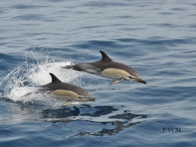 Whale and Dolphin Watching Boat tour from Puerto Rico de Gran Canaria