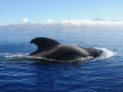 Observation des baleines et des dauphins en bateau depuis Playa San Juan, Tenerife