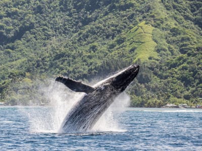 Whale watching in Tahiti Iti, Taiarapu peninsula