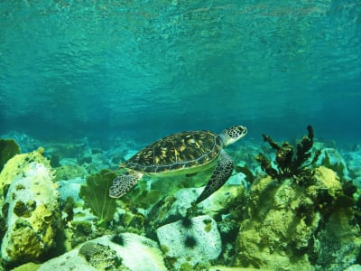 Snorkel con tortugas en Les Trois-Îlets, Martinica