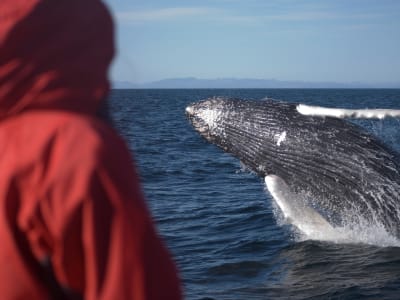 Whale Watching in Reykjavík