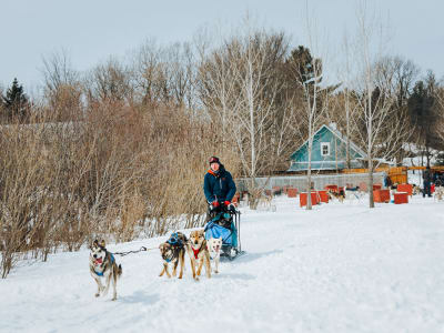 Excursión en trineo tirado por perros en la región de Lanaudière, con salida de Montreal