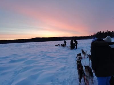 Safari nocturne en traîneau à chiens en Laponie suédoise au départ de Luleå