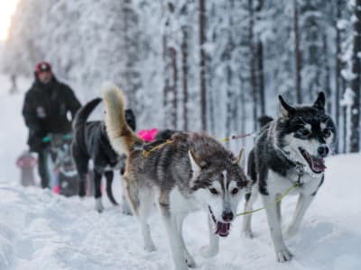 Intermediate Self-Drive Dog Sledding Safari in Moen from Tromsø