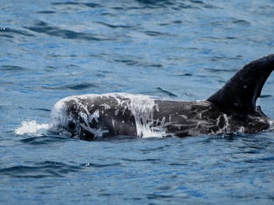 Plongée en apnée avec les dauphins sur l'île de Terceira, Açores