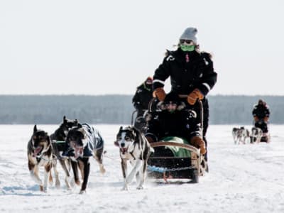 Excursión Matinal en Trineo de Perros desde Rovaniemi