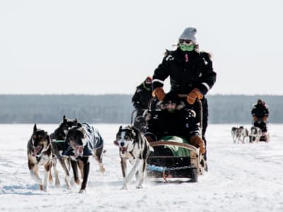 Morgens Selbstfahrer-Ausflug zum Hundeschlittenfahren von Rovaniemi aus