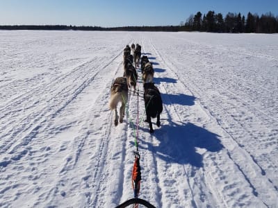 Safari Intermedio en Trineo de Perros Autodrigido por Inari, cerca de Saariselkä