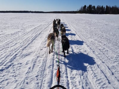 Safari intermedio en trineo tirado por perros en Inari, cerca de Saariselkä